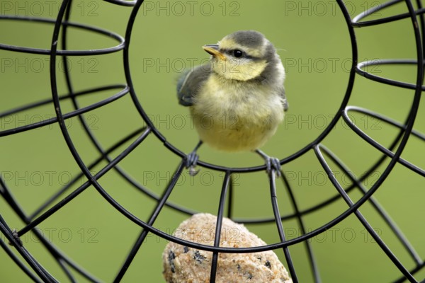 Juvenile blue tit at the feeding ring