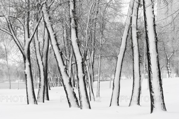 Trees in the Natalka park, close to the Dnieper river in Kiev, Ukraine. One side of the trees is covered by snow, while the other part stays untouched