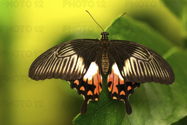 Scharlachroter Schwalbenschwanz, PAPILIO RUMANZOVIA