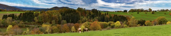 Autumn forest in the Rhön, panoramic photo, Gersfeld (Rhön), Hesse, Germany