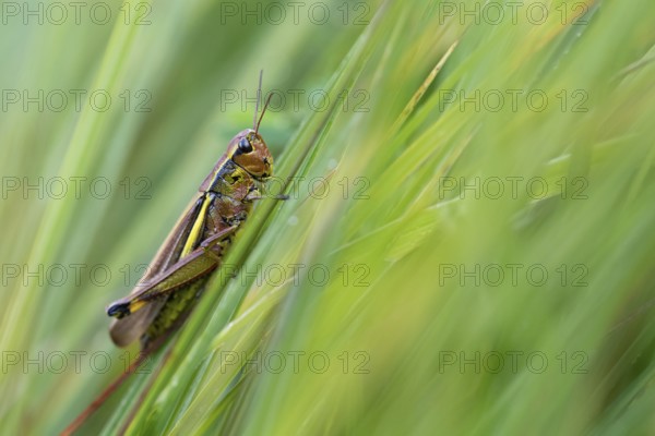Large marsh grasshopper (Stethophyma grossum), sitting on blade of grass, Murnauer moss nature reserve, Bavaria, Germany