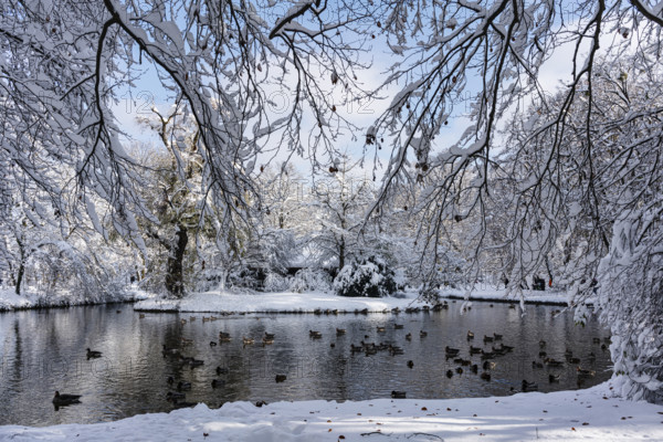 Ducks, brook and trees, winter with snow in the southern part of the English Garden, Munich, Bavaria, Germany