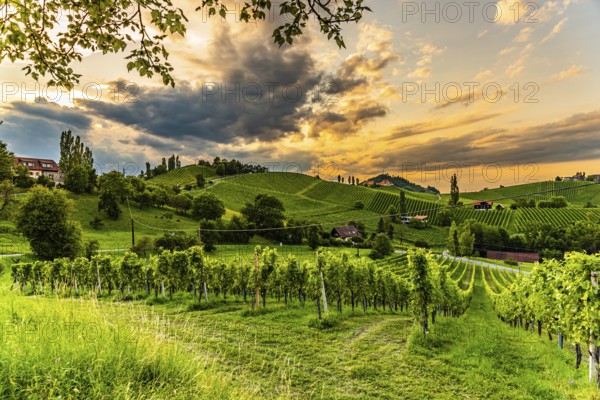South styria vineyards landscape, Sulztal near Gamlitz, Austria. Grape hills view from wine street (Sulztal Weinstrasse) in summer. Tourist destination, travel spot