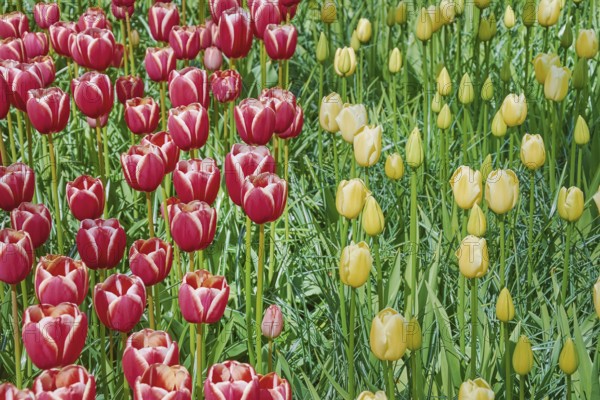 Flower Bed of Red and Yellow Tulips Keukenhof, Netherlands
