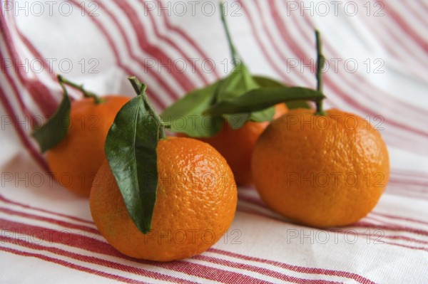 Tangerines with leafs on a striped cloth