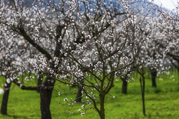 Apricot trees (Prunus armeniaca) in bloom, Wachau, Austria's largest apricot-growing region, Lower Austria, Austria