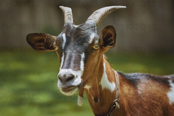 Portrait of Nanny Goat against the Dark Background Devnja, Bulgaria
