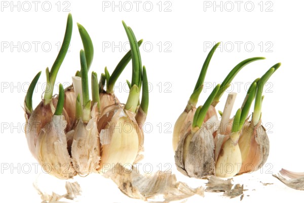 Germinate garlic with peel isolated on white background