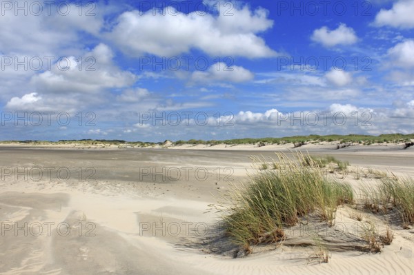 Sand dunes on the beach. of Norderney, East Frisia, Lower Saxony, Federal Republic of Germany