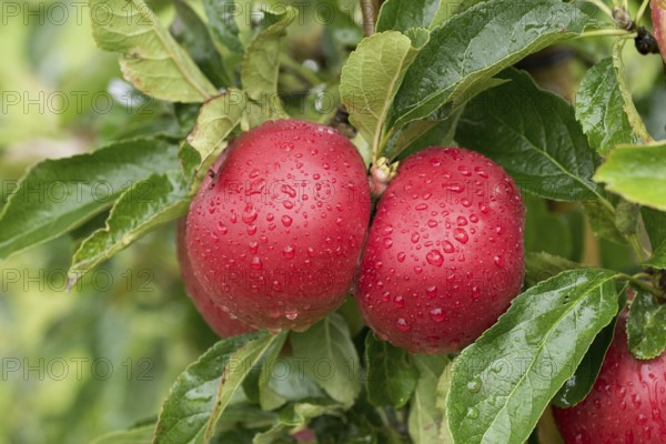 Apple (Malus domestica 'Idared'), Bundessorteamt, testing centre Wurz, Germany