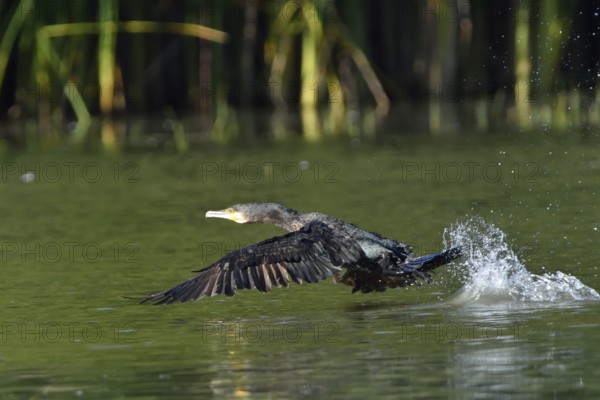 Cormorant in the Upper Lusatian pond area, Phalacrocorax carbo, Great Cormorant