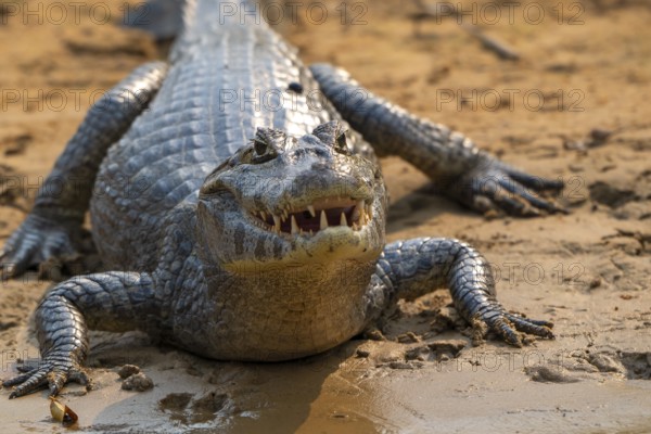 Caiman (Caimaninae), Alligator (Alligatoridae), Crocodile (Crocodylia), frontal, close-up, eye contact, Pantanal, inland, wetland, UNESCO Biosphere Reserve, World Heritage Site, wetland, Mato Grosso, Brazil
