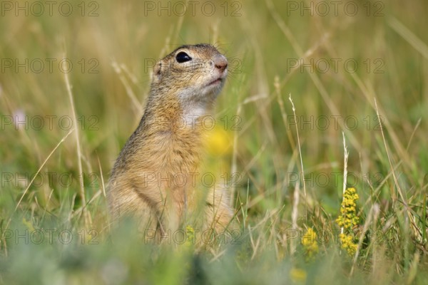European ground squirrel in the Czech Republic. Spermophilus or Citellus in Czech Republic