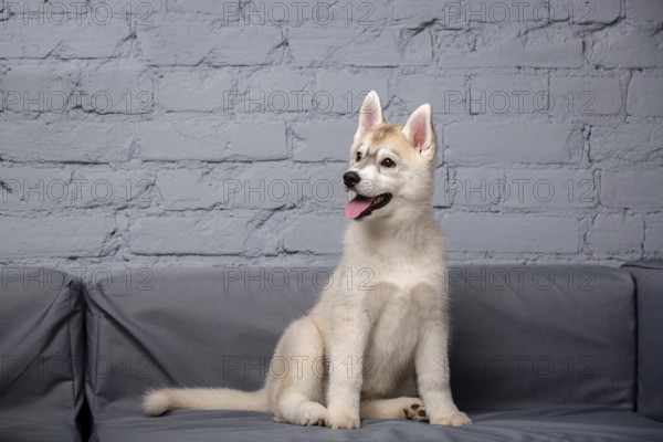 An active cheerful puppy of the age of two and a half months, a female of the light red husky breed is having fun in the living room on a grey sofa in a stylish flat. Fawn siberian husky baby