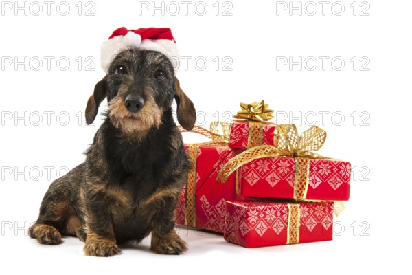 Wire haired dachshund with red hat of Santa Claus isolated over white background