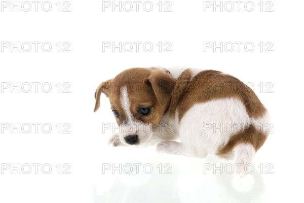Six weeks old Jack Russel puppy dog isolated over white background