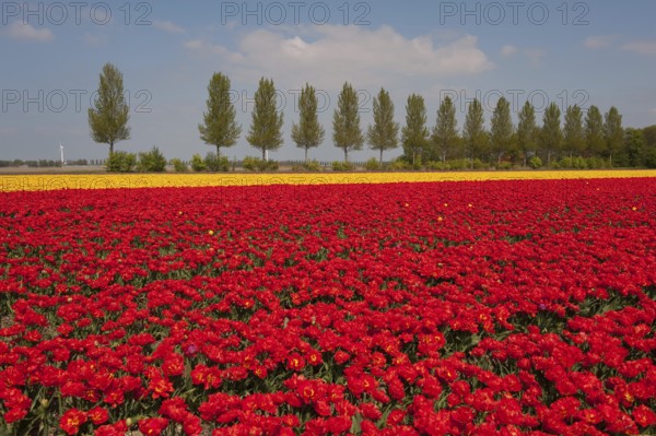 Landscape in Holland with red and yellow tulips