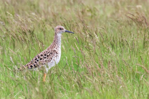 Ruff Bird on Grassland (Philomachus pugnax) Ruff Wader Bird