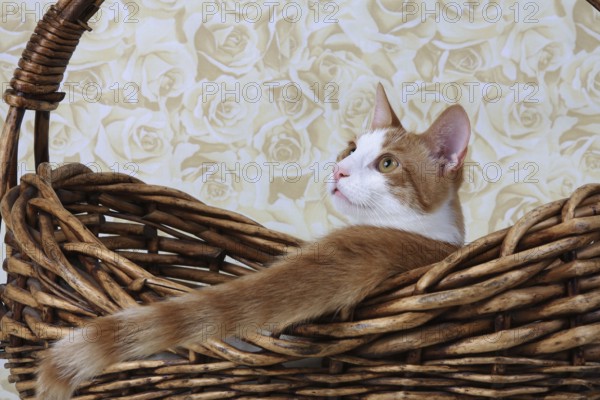 Domestic cat, coat colour dark red-white, in basket, Felis silvestris forma catus, Domestic-cat, red-white, basket