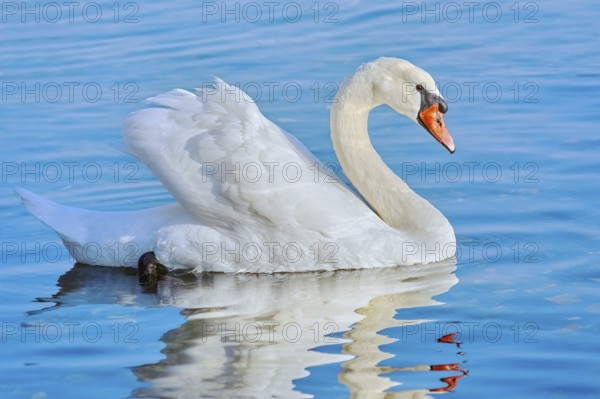 White swan on Lake Varna, Bulgaria