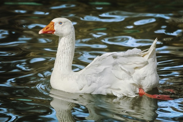 White Goose on the Lake Varna, Bulgaria