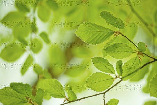 Young leaves in the spring forest from Beech