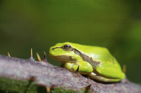 Tree frog Hyla arborea in nature