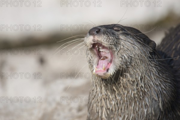 Asian small-clawed otter, Amblonyx cinerea gaping