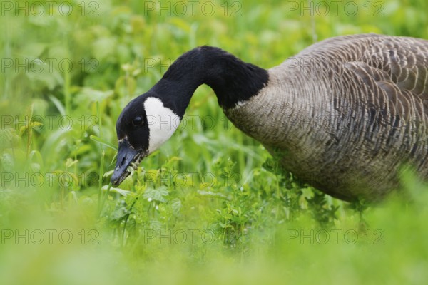 Canada goose in a meadow