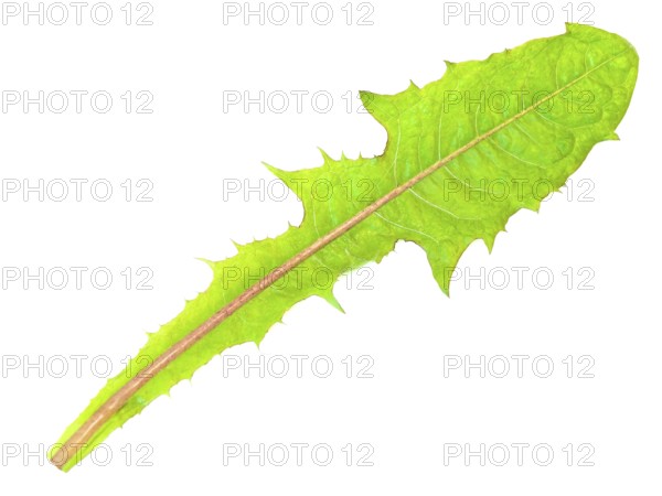 Single green dandelion leaf against the white background
