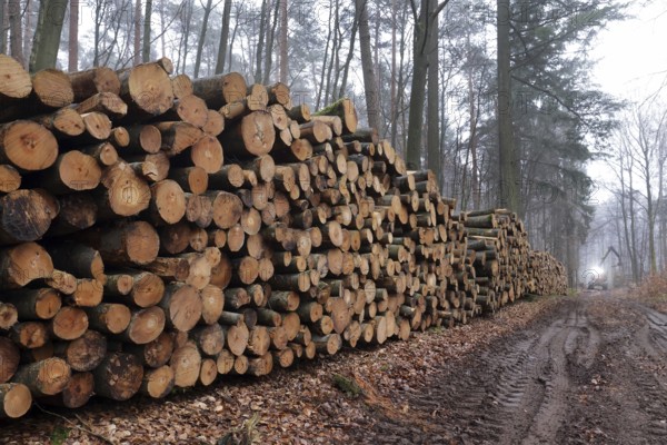 Deforested tree trunks