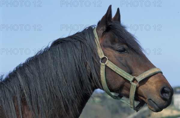 Close-up of a brown horse with a green horse harness against a blue sky