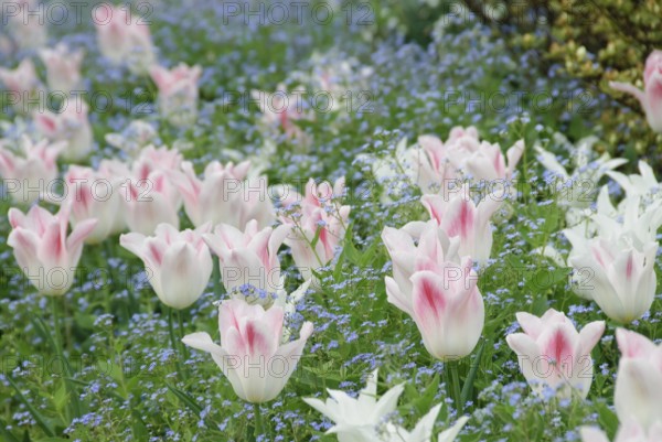 Tulip bed (Tulipa 'Holland Chic'), creeping navelwort (Omphalodes verna), Hotel Bellevue, Dresden, 81