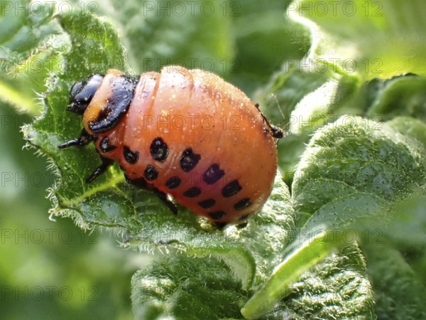 Larva of a Colorado potato beetle (Leptinotarsa decemlineata), Lower Rhine, North Rhine-Westphalia, Germany