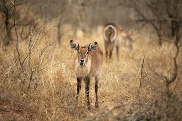 Waterbuck in the Kruger National Park in South Africa