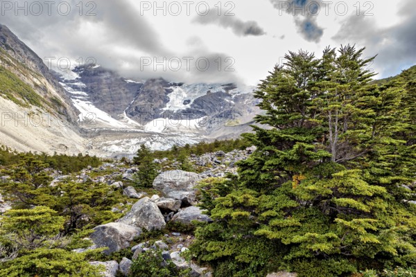 Trees and rocks with snowy mountains in the background under a cloudy sky, The landscape of Torres del Paine National Park in Patagonia Chile