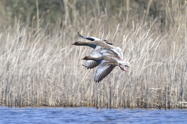 Greylag Goose (anser anser) flying, pair, two, Greylag Goose