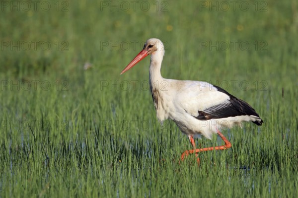 White stork, Ciconia ciconia