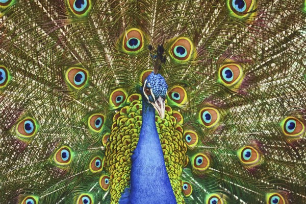 Portrait Of The Peacock During Courtship Display Varna, Bulgaria