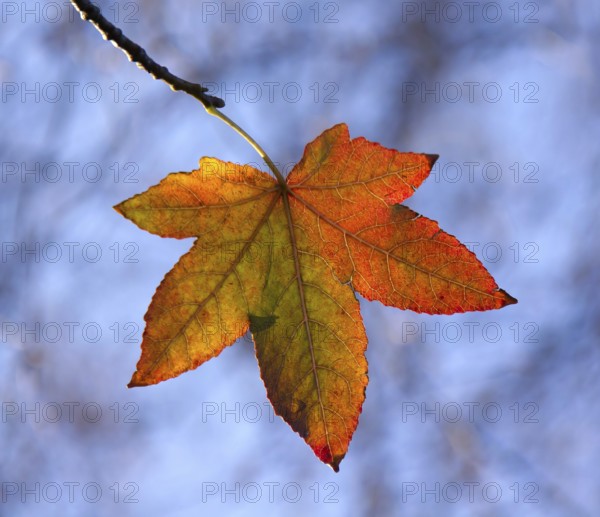 Fall colour of American Sweet Gum leaf in autumn, backlit by sun