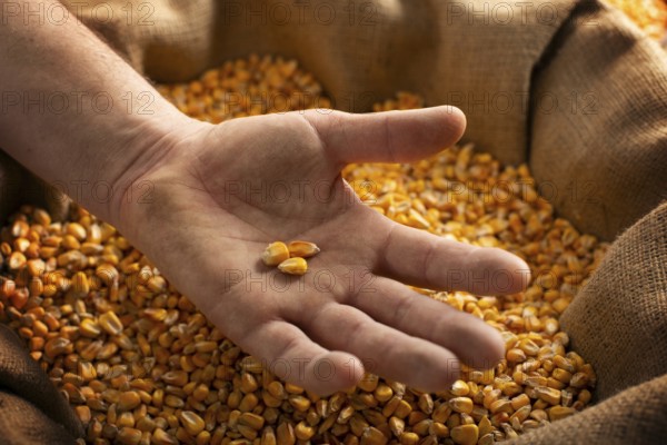 Caucasian male showing maize corns in his hands from over burlap sack