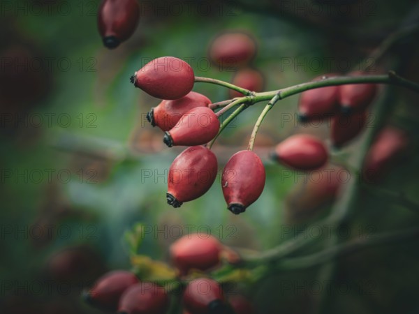 Rosehips