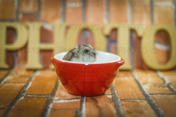 Djungarian hamster image. Shooting Location: Yokohama-city kanagawa prefecture