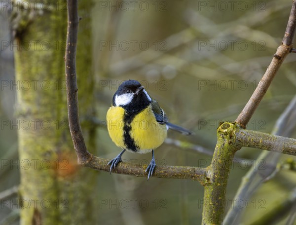 Closeup of a great tit bird sitting on the branch of a tree