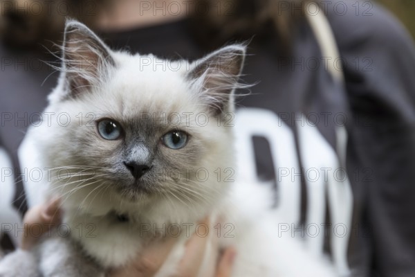 Young Ragdoll - imposing domestic cat with blue eyes, close-up