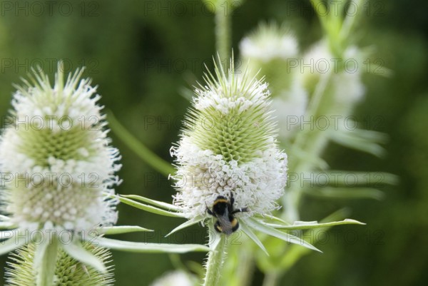 Wild teasel (Dipsacus sylvestris), Nieklitz, 81