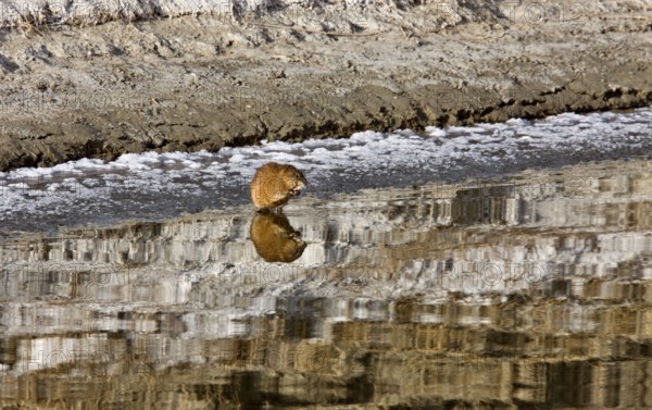 Musk Rat on Northern River sunset Saskatchewan Canada