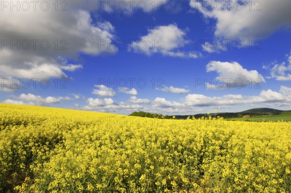Landscape with yellow cole seed and clouds