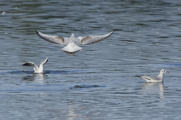 Black-headed Black-headed Gull (Chroicocephalus ridibundus) fishing, Black-headed Gull (Chroicocephalus ridibundus)
