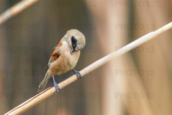 Eurasian Penduline Tit Sitting on Reed (Remiz pendulinus)